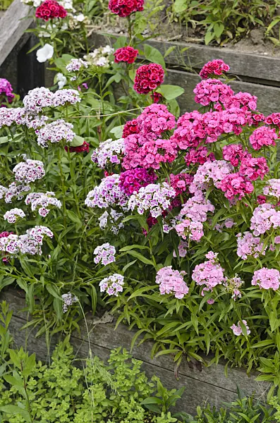521338 - Sweet William (Dianthus barbatus)