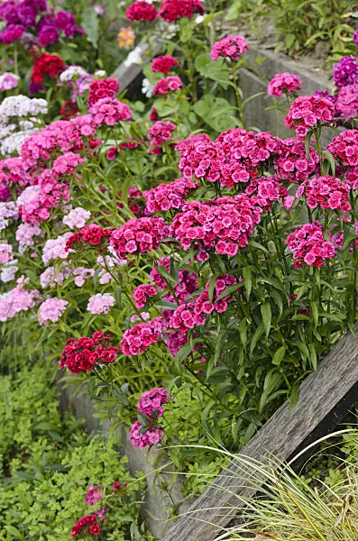 521339 - Sweet William (Dianthus barbatus)
