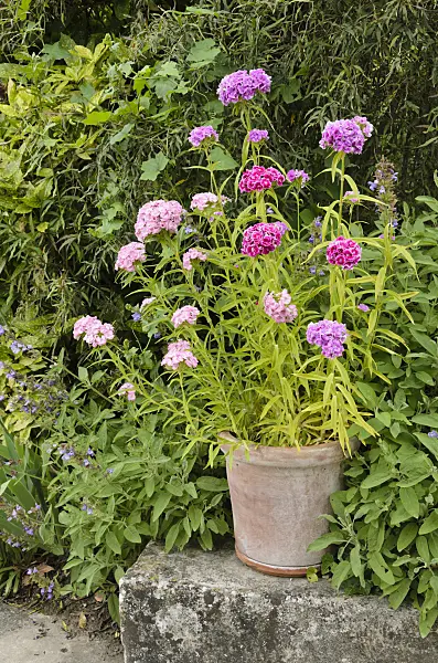 521357 - Sweet William (Dianthus barbatus)