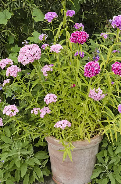 521358 - Sweet William (Dianthus barbatus)