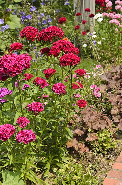 521384 - Sweet William (Dianthus barbatus)