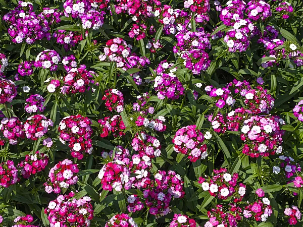 439267 - Sweet William (Dianthus barbatus 'Noverno Clown')