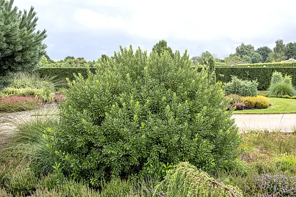 616271 - Sweet willow (Myrica gale)