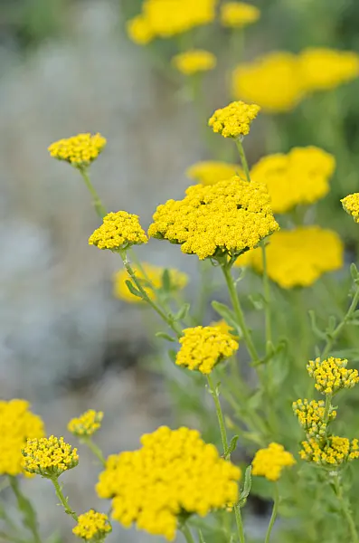 534114 - Sweet yarrow (Achillea ageratum)