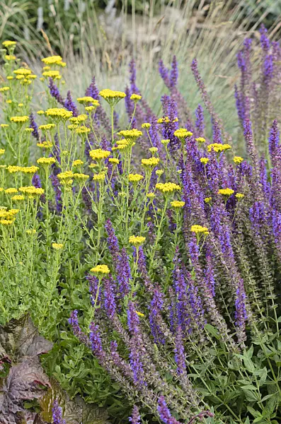 534116 - Sweet yarrow (Achillea ageratum) and woodland sage (Salvia nemorosa 'Ostfriesland')