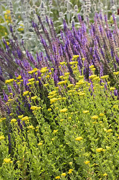 534117 - Sweet yarrow (Achillea ageratum) and woodland sage (Salvia nemorosa 'Ostfriesland')