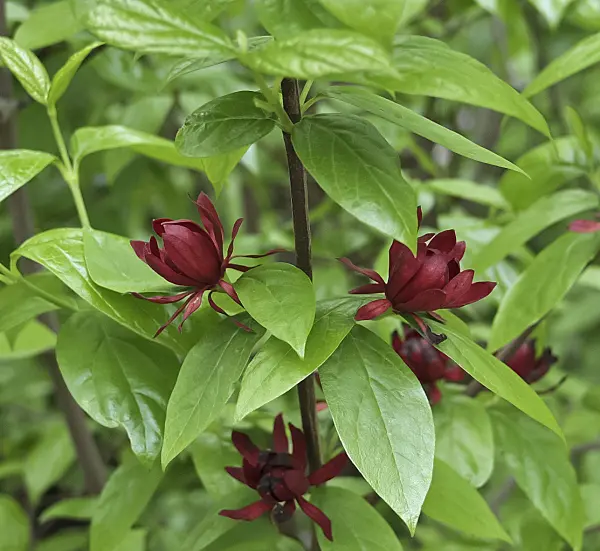 454009 - Sweetshrub (Calycanthus floridus)
