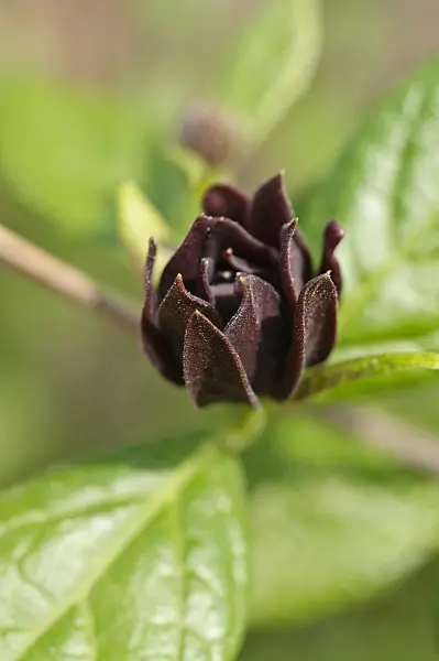 471279 - Sweetshrub (Calycanthus floridus)