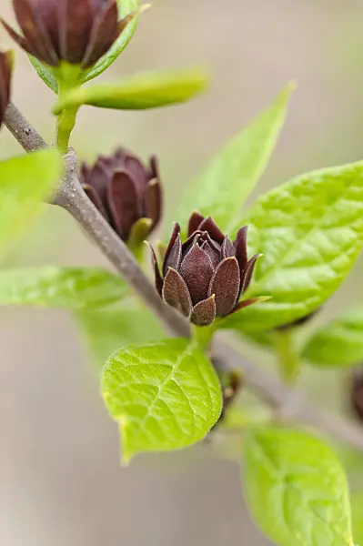 484069 - Sweetshrub (Calycanthus floridus)