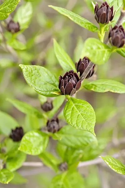 484070 - Sweetshrub (Calycanthus floridus)