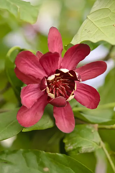 570062 - Sweetshrub (Calycanthus floridus 'Aphrodite')