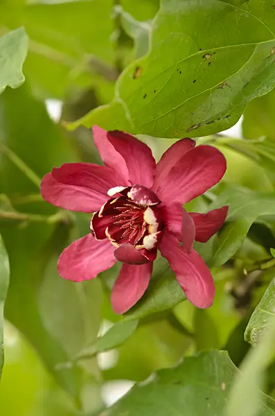 570064 - Sweetshrub (Calycanthus floridus 'Aphrodite')