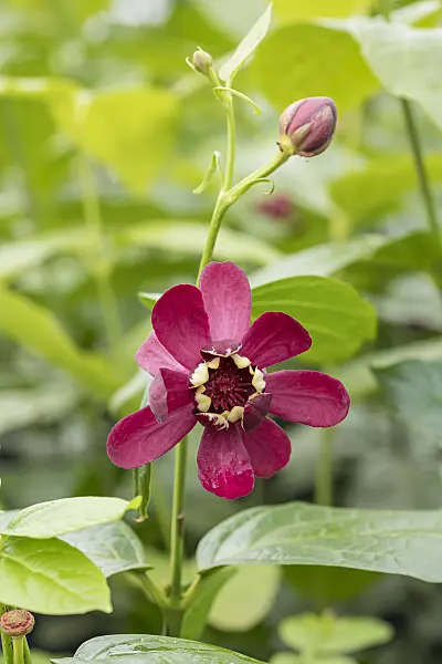 616175 - Sweetshrub (Calycanthus floridus 'Aphrodite')