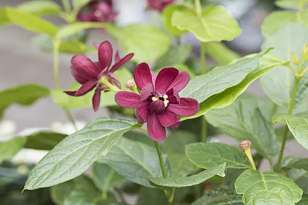 616176 - Sweetshrub (Calycanthus floridus 'Aphrodite')