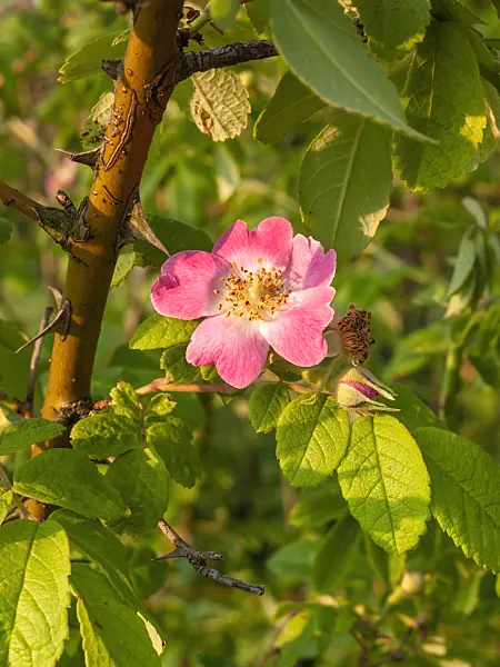 402038 - Sweginzow's rose (Rosa sweginzowii)