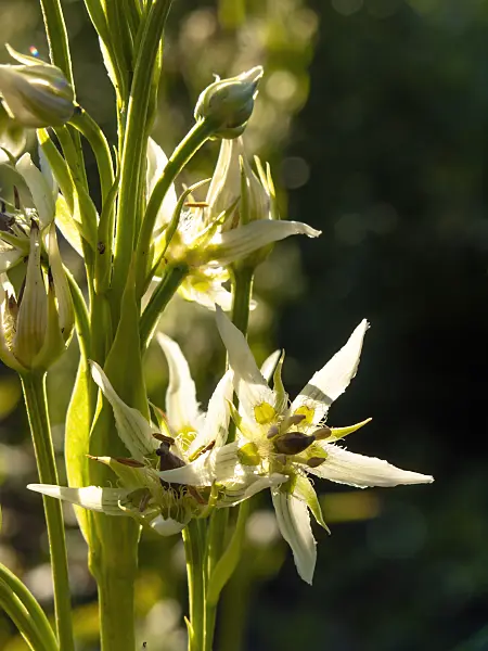 428226 - Swertia speciosa à la lumière du soleil sur un fond noir