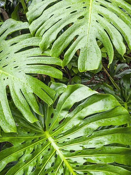 411141 - Swiss cheese plant (Monstera deliciosa)