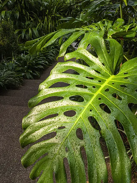 411185 - Swiss cheese plant (Monstera deliciosa)