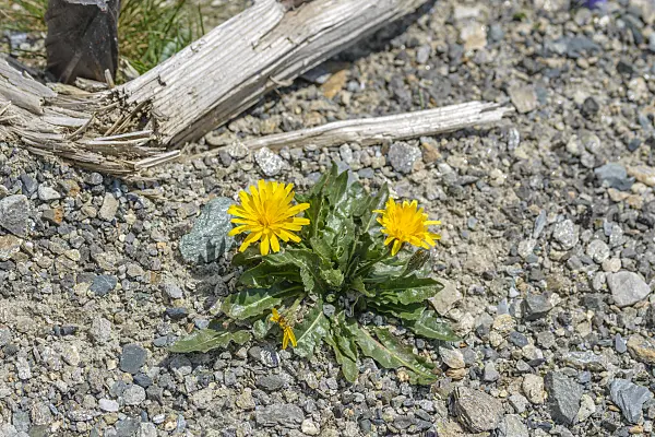 575132 - Swiss dandelion (Leontodon helveticus syn. Scorzoneroides helvetica)