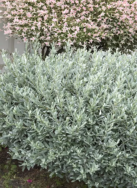 638331 - Swiss willow (Salix helvetica)