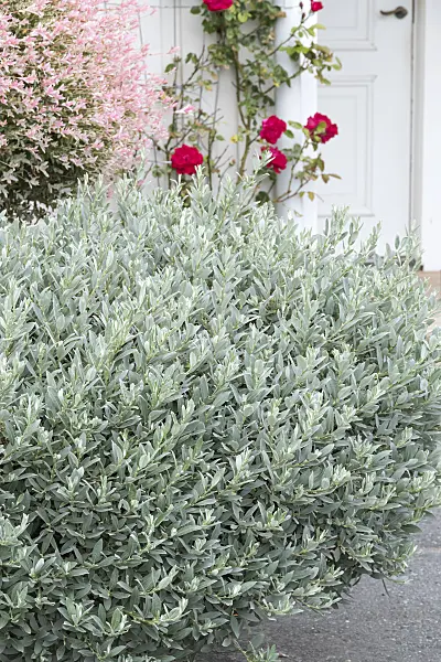638332 - Swiss willow (Salix helvetica)