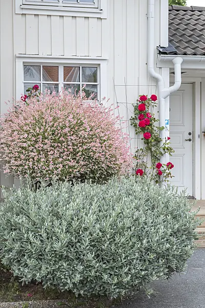 638330 - Swiss willow (Salix helvetica) and dappled willow (Salix integra 'Flamingo')