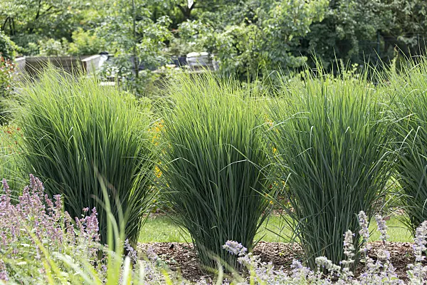 651419 - Switch grass (Panicum virgatum 'Cloud Nine')