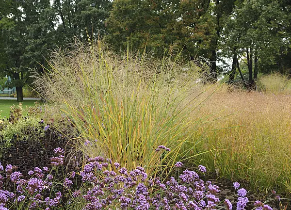 535414 - Switch grass (Panicum virgatum 'Cloud Nine') and purpletop vervain (Verbena bonariensis)