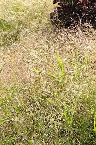 488114 - Switch grass (Panicum virgatum 'Gold Fountain')