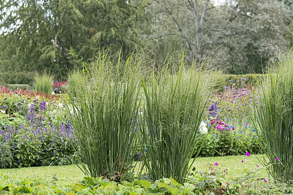651420 - Switch grass (Panicum virgatum 'Northwind')