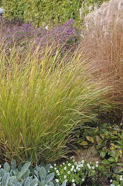 517460 - Switch grass (Panicum virgatum 'Shenandoah')