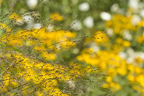 511120 - Switch grass (Panicum virgatum 'Warrior')
