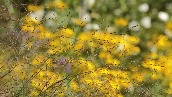 511133 - Switch grass (Panicum virgatum 'Warrior')