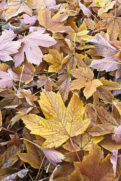384048 - Sycamore maple (Acer pseudoplatanus)
