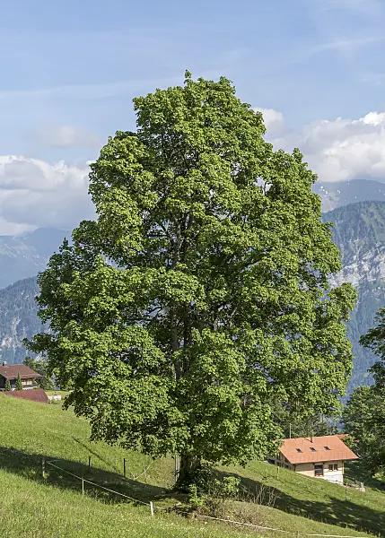 651022 - Sycamore maple (Acer pseudoplatanus)