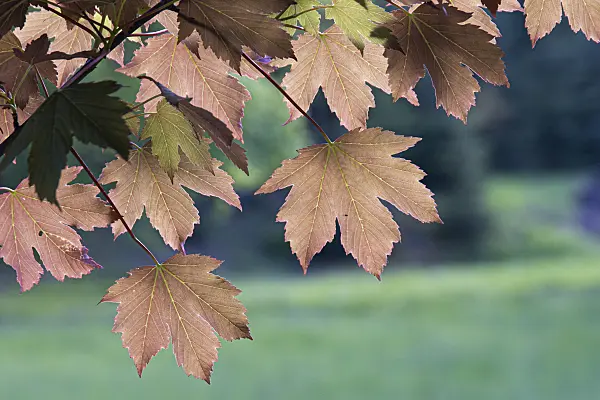 607002 - Sycamore maple (Acer pseudoplatanus 'Atropurpureum')