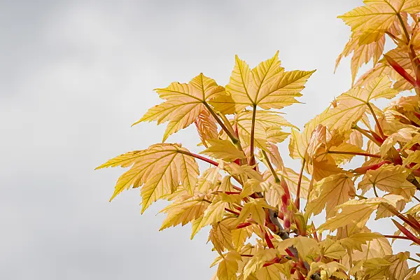 625115 - Sycamore maple (Acer pseudoplatanus 'Brilliantissimum')