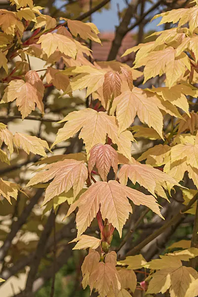 625116 - Sycamore maple (Acer pseudoplatanus 'Brilliantissimum')