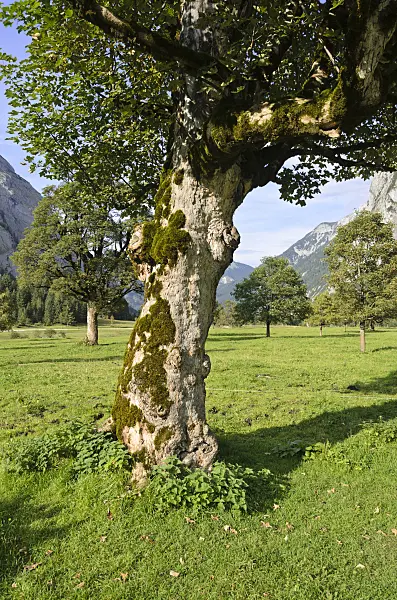 536091 - Sycamore maple (Acer pseudoplatanus), Enger Tal, Alpenpark Karwendel, Austria