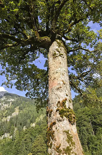 536093 - Sycamore maple (Acer pseudoplatanus), Enger Tal, Alpenpark Karwendel, Austria