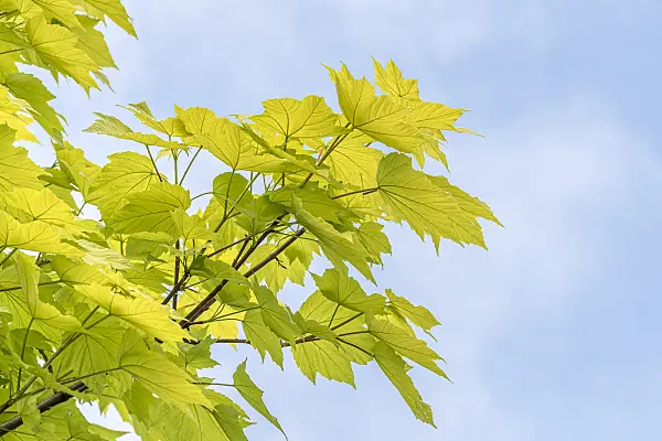 638016 - Sycamore maple (Acer pseudoplatanus 'Worley')