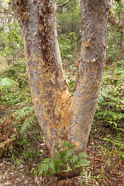 454239 - Sydney red gum (Angophora costata)
