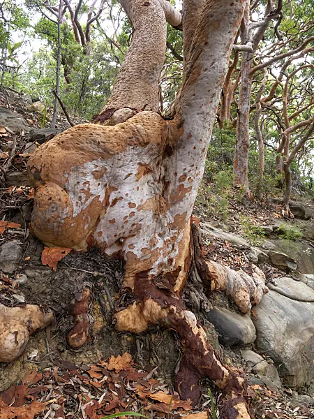 455390 - Sydney red gum (Angophora costata)