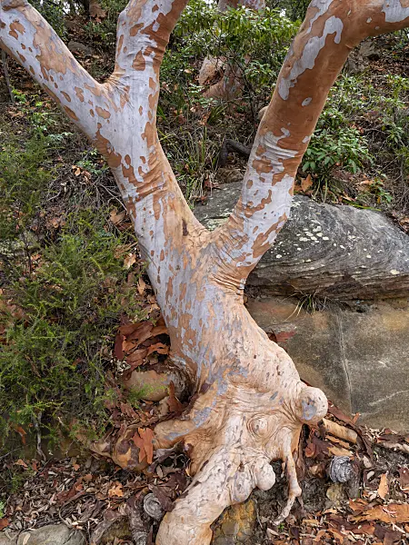 455391 - Sydney red gum (Angophora costata)
