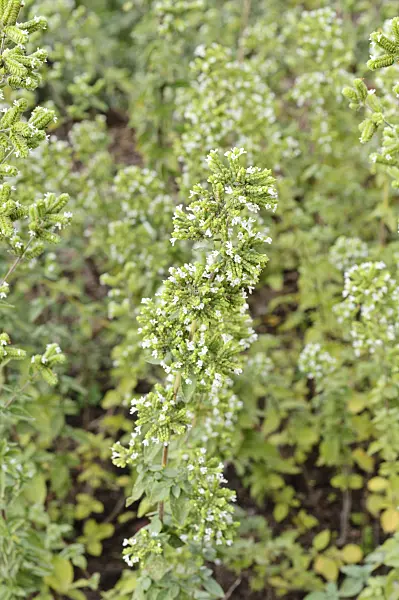 487168 - Syrian oregano (Origanum syriacum)