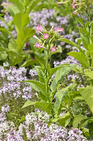 536109 - Tabac sylvestre (Nicotiana sylvestris) et Tarenaya hassleriana 'Señorita Rosalita' syn. Cleome hassleriana 'Señorita Rosalita'