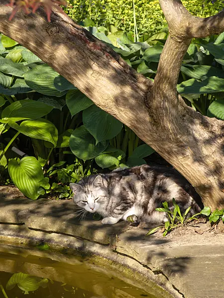 438179 - Tabby domestic cat at a garden pond