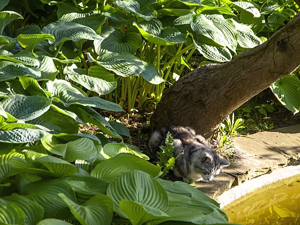 438181 - Tabby domestic cat at a garden pond