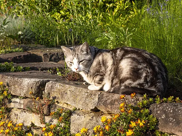 438194 - Tabby domestic cat on a dry stone wall