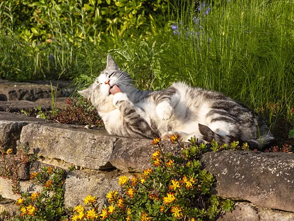 438195 - Tabby domestic cat on a dry stone wall